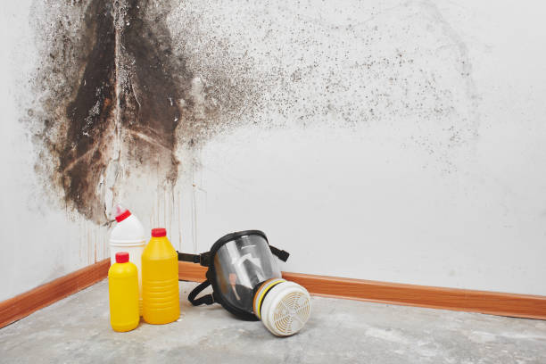 Best Mold Damage Repair  in USA